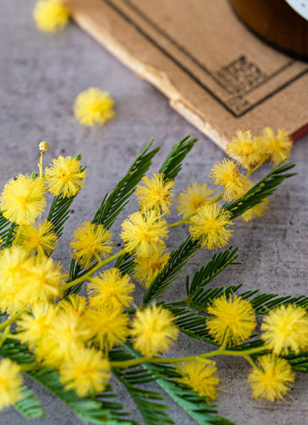 Senteur mimosa utilisée pour un parfumage naturel des bougies, tablettes de cire, fondants de la marque Joséphine.