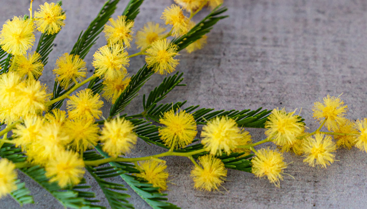 Senteur mimosa utilisée pour un parfumage naturel des bougies, tablettes de cire, fondants de la marque Joséphine.